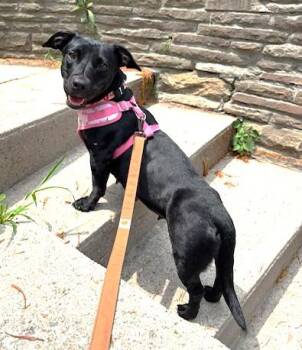 Tegan (25 lbs) -  Dachshund Dog for Adoption in Mississauga, Ontario - Tegan (25 Lbs) | PetCurious
