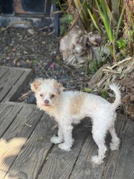 FERGIE -  Maltipoo Dog for Adoption in Los Angeles, California - FERGIE | PetCurious