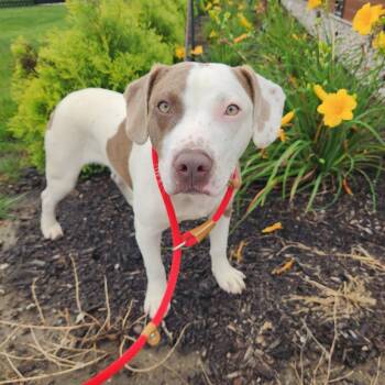 ACE Hardware -  Pit Bull Terrier Dog for Adoption in Fort Wayne, Indiana - ACE Hardware | PetCurious