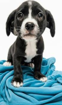 French Bulldog and Boston Terrier Dogs Available for Adoption - Manny | PetCurious