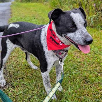 Rescue Australian Cattle Dog Blue Heeler and Mixed Breed Dogs for Adoption in Volcano, Hawaii - Snoopy | PetCurious