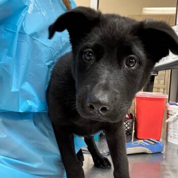 Midnight -  Shepherd Dog for Adoption in Birmingham, Alabama - Midnight | PetCurious