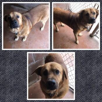 Rescue Rottweiler Dogs for Adoption in Buckhannon, West Virginia - BUBBA RAY | PetCurious