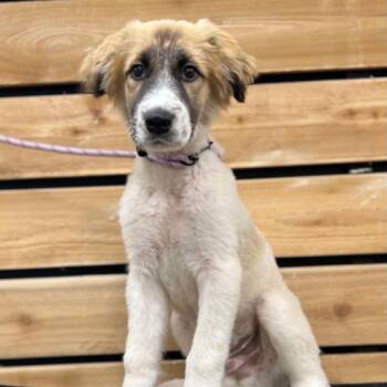 Ozzie -  Anatolian Shepherd and Great Pyrenees Dog for Adoption in Wadena, Minnesota - Ozzie | PetCurious