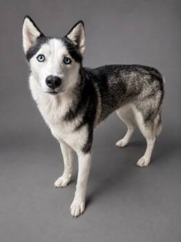 Mindy -  Husky Dog for Adoption in Hardeeville, South Carolina - Mindy | PetCurious