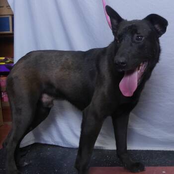 Rescue Mixed Breed Dogs for Adoption in Ukiah, California - PATRIOT | PetCurious