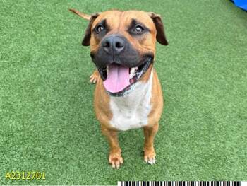 Rescue Mixed Breed Dogs for Adoption in West Palm Beach, Florida - PETE | PetCurious