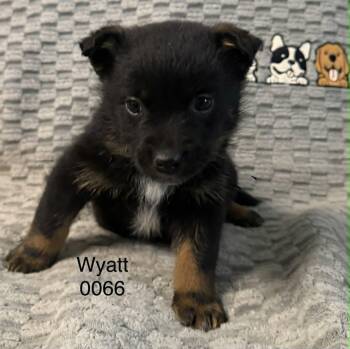 Shepherd Dogs Available for Adoption in Hop Bottom, Pennsylvania - Wyatt | PetCurious