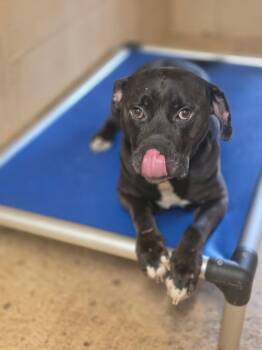 MILLER -  Bullmastiff Dog for Adoption in Newborn, Georgia - MILLER | PetCurious