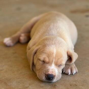 Boo -  Retriever Dog for Adoption in Huntsville, Alabama - Boo | PetCurious