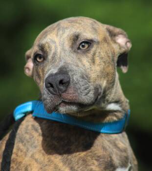 Rescue Hound Dogs for Adoption in North Fort Myers, Florida - Hope | PetCurious