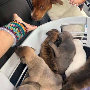 Hope II -  Mixed Breed Dog for Adoption in Frederiksted, St. Croix - Hope II | PetCurious