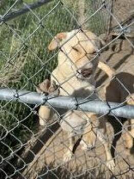 Mixed Breed Dogs Available for Adoption - Dolly | PetCurious