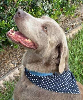 Tillie -  Labrador Retriever Dog for Adoption in Clearwater, Florida - Tillie | PetCurious