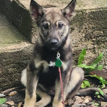 Rescue Shepherd Dogs for Adoption in Buffalo, Minnesota - Dale | PetCurious