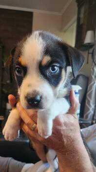 Finn (#348) -  Australian Shepherd and Mixed Breed Dog for Adoption in Twin Lakes, Wisconsin - Finn (#348) | PetCurious
