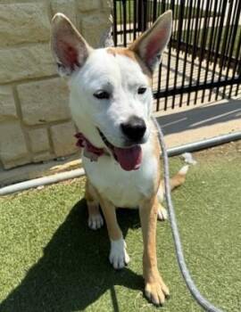Rescue Husky Dogs for Adoption in Denton, Texas - Princesa | PetCurious