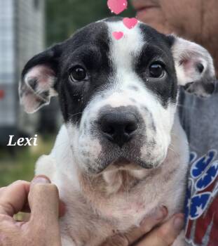 Rescue Boxer and Mastiff Dogs for Adoption in Warren, Rhode Island - Lexi | PetCurious