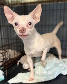 Aldridge -  Chihuahua Dog for Adoption in Muskegon, Michigan - Aldridge | PetCurious