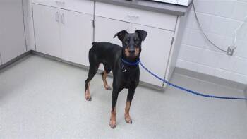 FILOMENO -  Doberman Pinscher and Mixed Breed Dog for Adoption in Omaha, Nebraska - FILOMENO | PetCurious
