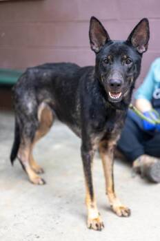 Roxanne -  Mixed Breed Dog for Adoption in Chamblee, Georgia - Roxanne | PetCurious