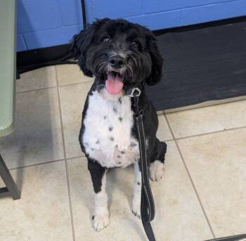 Rosie -  Australian Shepherd and Poodle Dog for Adoption in Logan, Utah - Rosie | PetCurious