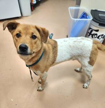 Rescue Australian Cattle Dog Blue Heeler and Mixed Breed Dogs for Adoption in Kennewick, Washington - Koda Bear | PetCurious