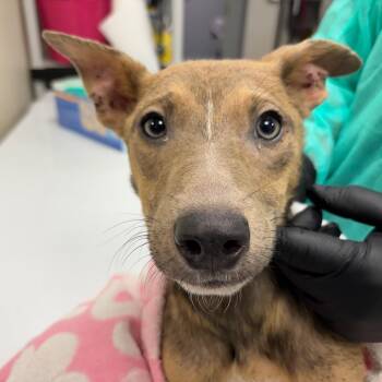 Kelo -  Shepherd and Mixed Breed Dog for Adoption in Galax, Virginia - Kelo | PetCurious