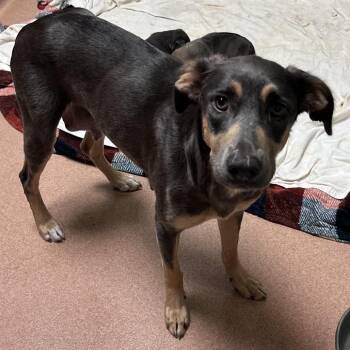 Miss Patty -  Mixed Breed Dog Available for Adoption in Columbus, Georgia - Miss Patty | PetCurious