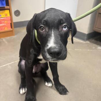 Orange -  Black Labrador Retriever Dog for Adoption in Yuma, Arizona - Orange | PetCurious