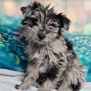 Australian Shepherd Dogs Available for Adoption - Mary | PetCurious