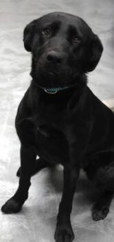 Rescue Labrador Retriever Dogs for Adoption in Thief River Falls, Minnesota - Tulip | PetCurious