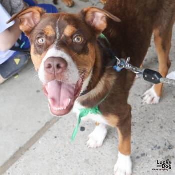 Pike -  Shepherd Dog for Adoption in Washington, District Of Columbia - Pike | PetCurious