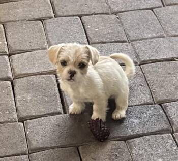 Poodle and French Bulldog Dogs Available for Adoption - Nimbus And Naomi - Phoenix Area | PetCurious