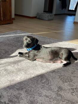 Dachshund and Mixed Breed Dogs Available for Adoption - Lady | PetCurious