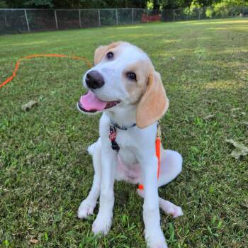 Nugget -  Great Pyrenees and Hound Dog for Adoption in Durham, North Carolina - Nugget | PetCurious