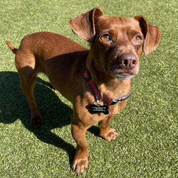 Chihuahua and Dachshund Dogs Available for Adoption in Friday Harbor, Washington - Twix | PetCurious