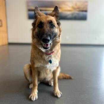 Mixed Breed Dogs Available for Adoption - Rosita | PetCurious