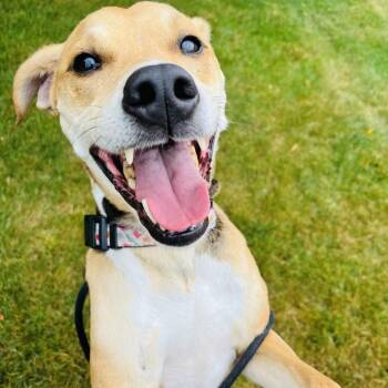 Toby -  Mixed Breed Dog Available for Adoption in Walker, Michigan - Toby | PetCurious