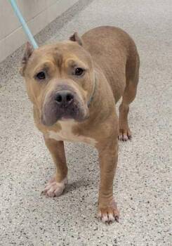 Pit Bull Terrier and Mixed Breed Dogs Available for Adoption in Kansas City, Missouri - Macadamia | PetCurious