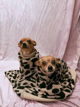Chihuahua Dogs Available for Adoption - VooDoo | PetCurious