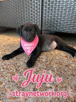 Juju ( June female ) -  Labrador Retriever and Beagle Dog for Adoption in Hatfield, Pennsylvania - Juju ( June Female ) | PetCurious