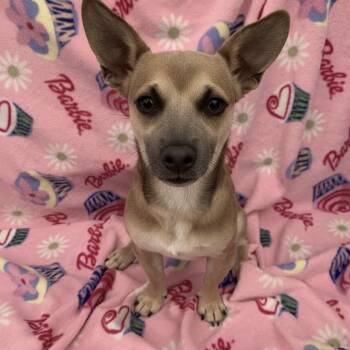 Rescue Chihuahua Dogs for Adoption in Hawthorne, California - Pumpkin | PetCurious