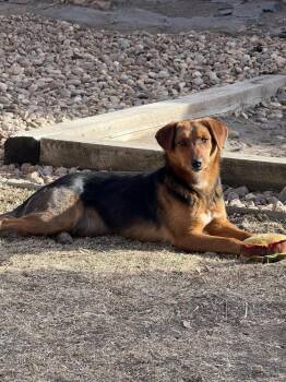 Hound Dogs Available for Adoption - Winne (Meryl) | PetCurious