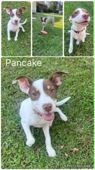 Pancake -  Terrier Dog for Adoption in Enterprise, Alabama - Pancake | PetCurious
