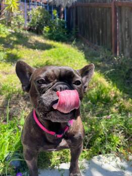 French Bulldog Dogs Available for Adoption in Claremont, California - Misha | PetCurious