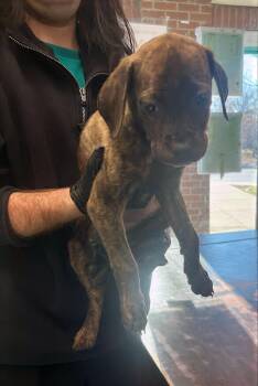 Mixed Breed Dogs Available for Adoption - Fire Alarm | PetCurious