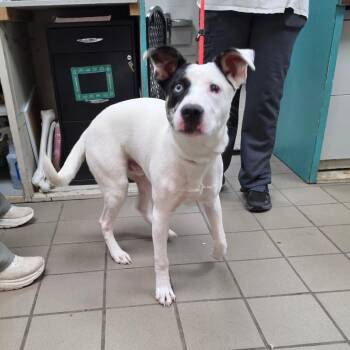 Spanky -  Mixed Breed Dog for Adoption in Marshalltown, Iowa - Spanky | PetCurious