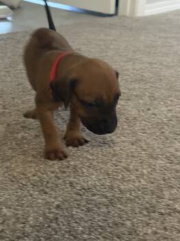 Red boy  -  Rhodesian Ridgeback Dog for Sale in Monument, Colorado - Red Boy  | PetCurious