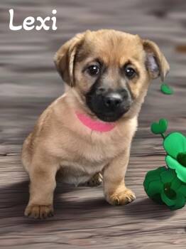 Dachshund Dogs Available for Adoption - Lexi | PetCurious